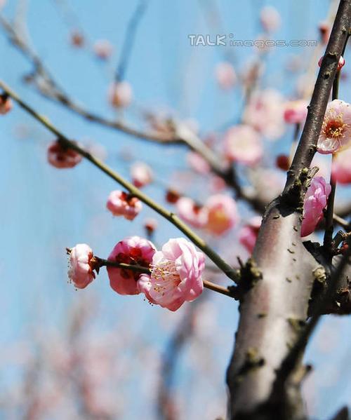 梅花的阳光之爱（探究梅花是否真的喜欢阳光）