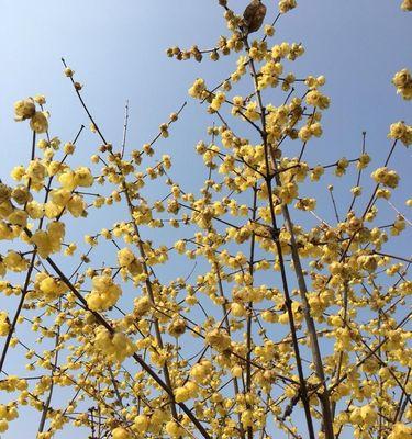梅花的阳光之爱（探究梅花是否真的喜欢阳光）