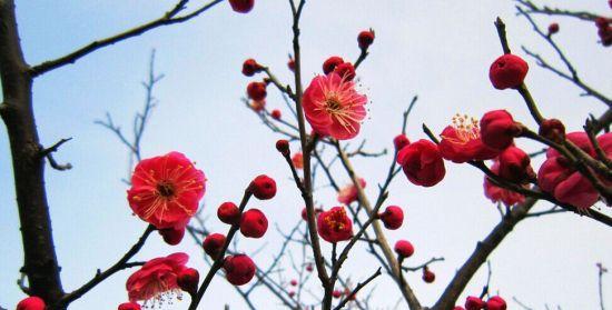 梅花的阳光之爱（探究梅花是否真的喜欢阳光）