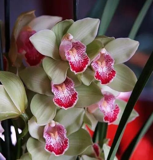 蕙兰花的花语与寓意（一朵芳香与高贵并存的花）