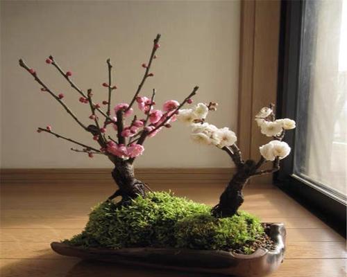 如何种植梅花（选择合适的盆进行种植）