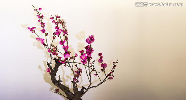 探秘梅花品种（多样的梅花品种和它们的特征）