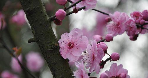 探秘梅花品种（多样的梅花品种和它们的特征）