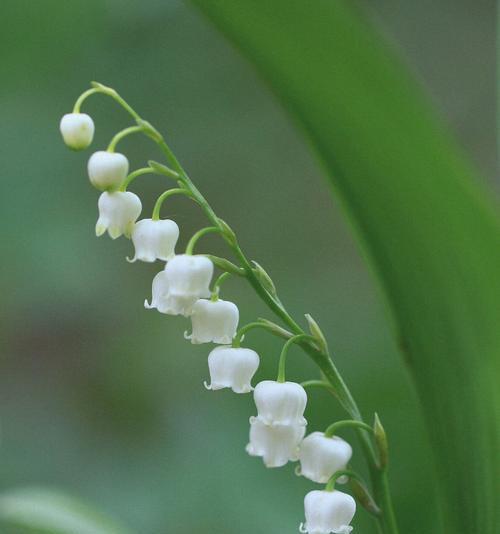 钤兰花的花语（钤兰花）
