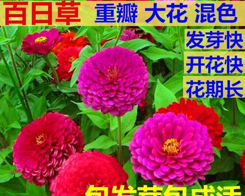 梅花种子的最佳种植时间（从春季到秋季）