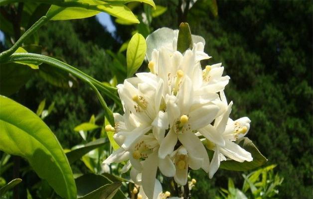 白兰花的花语与美丽（探索白兰花的神秘花语）