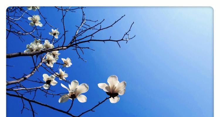 白兰花的花语与美丽（探索白兰花的神秘花语）