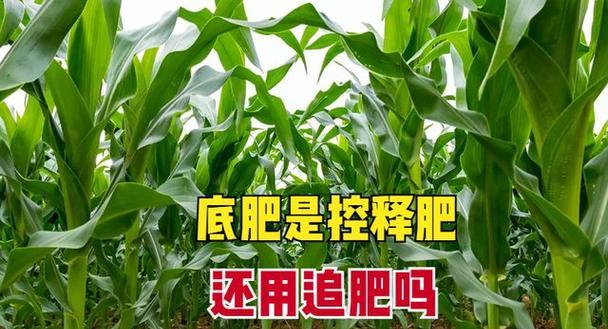 如何选用最佳梅树底肥（肥料种类）