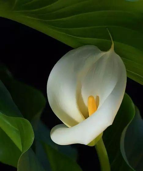 白色莲花的花语与象征意义（纯洁）