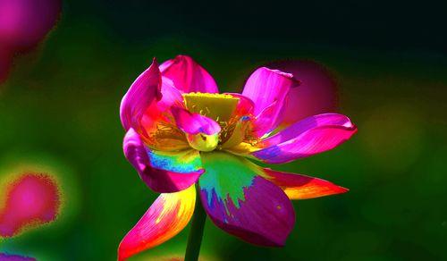 白色莲花的花语与象征意义（纯洁）