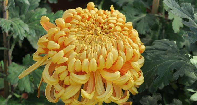 梅州市花梅花的象征寓意：神秘高洁，美丽清雅