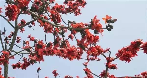 梅州市花梅花的象征寓意：神秘高洁，美丽清雅