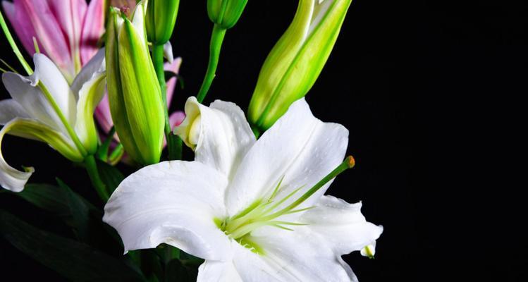 百合花的象征意义——美丽、纯洁和守护（揭秘百合花的深层含义）