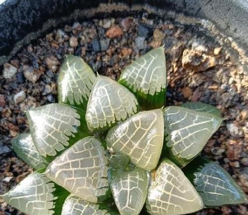 煤球种多肉，绿色环保又省心（省钱又美观的多肉种植新方式）