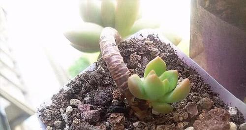 煤球种多肉，绿色环保又省心（省钱又美观的多肉种植新方式）