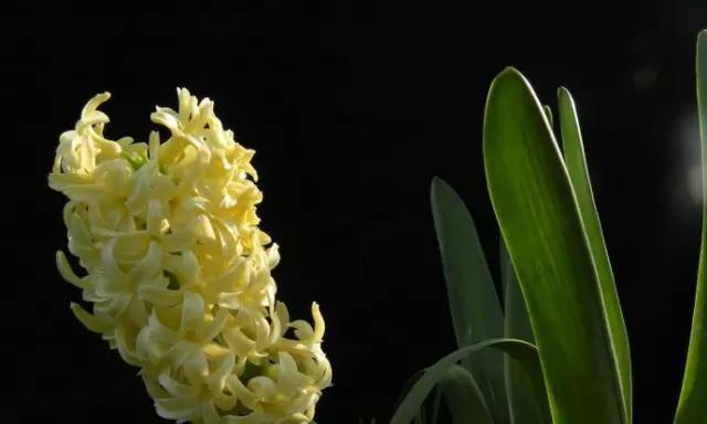 风信子花语（探索风信子花语）
