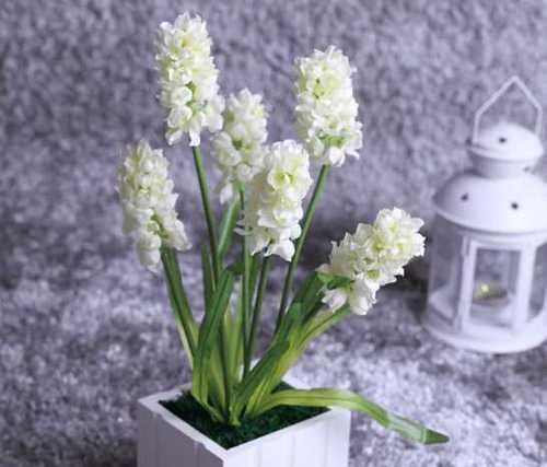 风信子花语（探索风信子花语）