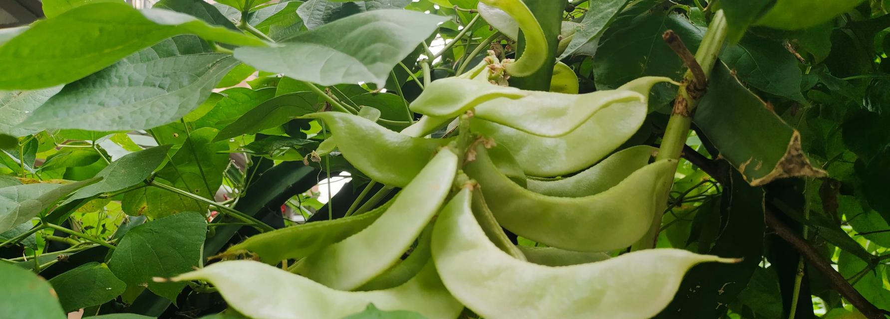 眉豆种植全攻略（从播种到收获）