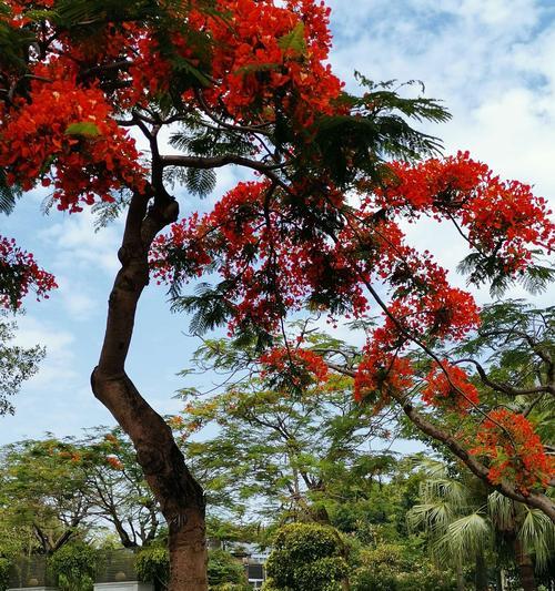 凤凰花（探秘凤凰花的来历与寓意）