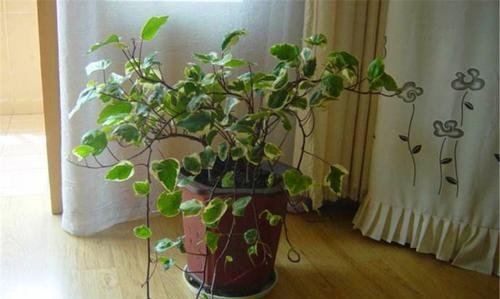 10种能吸二手烟的植物盆栽（让你和家人远离二手烟）