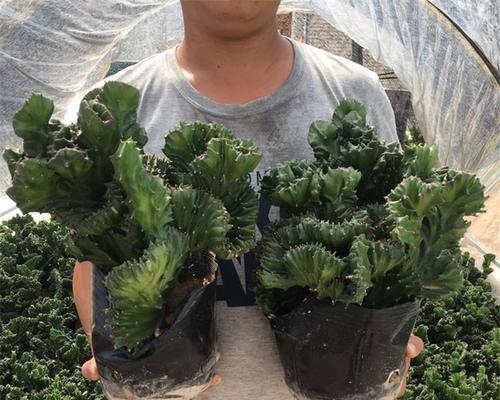 室内花卉甲醛清除大作战（挑选吸附能力强的花卉来净化空气）