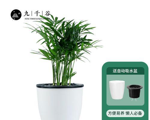 探秘吸水性强的树种（了解这些树种的神奇吸水能力）
