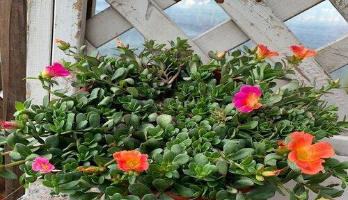 喜欢碱性土壤的花卉——让你的花园更加美丽（让花儿在碱性土壤中茁壮成长）