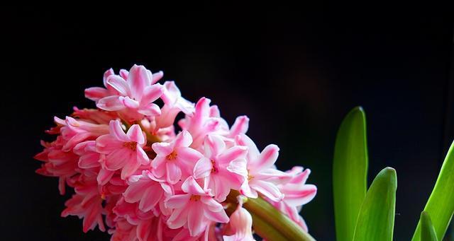 喜欢散光的花卉盘点（探秘散光花卉世界）