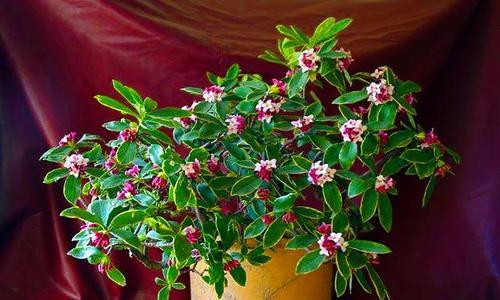 喜欢散光的花卉盘点（探秘散光花卉世界）