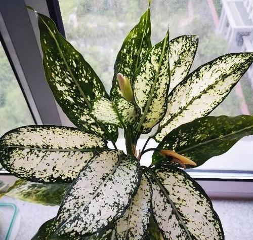 喜欢散光的花卉盘点（探秘散光花卉世界）