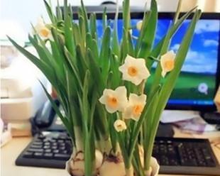赏花新去处——喜水花卉园（探寻喜水花卉园中的鲜花盛宴）
