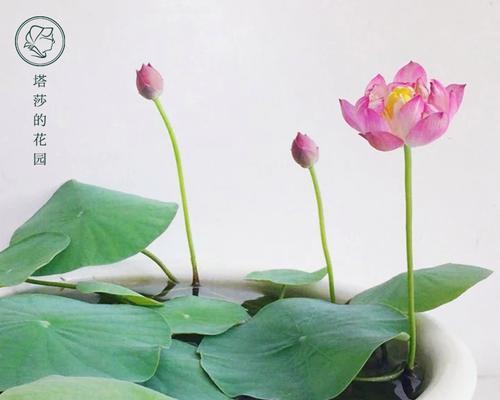 赏花新去处——喜水花卉园（探寻喜水花卉园中的鲜花盛宴）