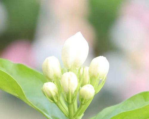 赏喜阳之美——喜阳花卉大观（探究喜阳花卉的多彩世界）