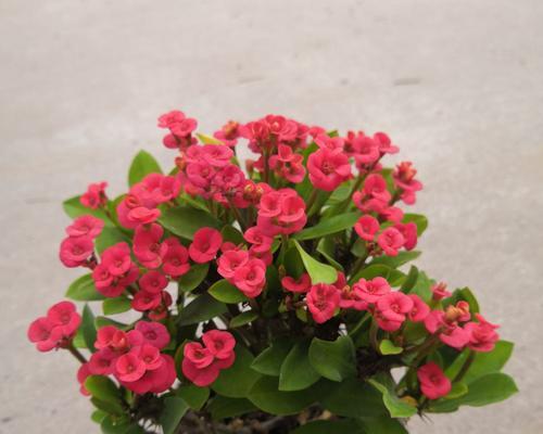 赏喜阳之美——喜阳花卉大观（探究喜阳花卉的多彩世界）