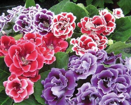 喜阳花卉——美丽的自然艺术（探究喜阳花卉的品种）