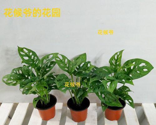 喜阳植物——探寻自然的美丽与力量