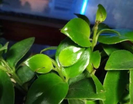 喜阳植物——探寻自然的美丽与力量