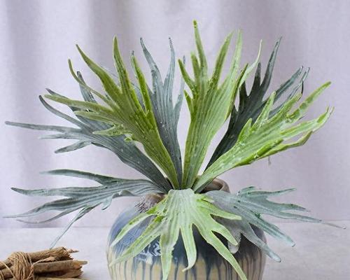 喜阴暗的室内植物花卉推荐（打造舒适宜人的阴凉天地）