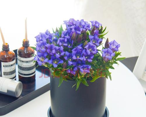 喜阴花卉大全——让你的阴暗角落也充满生机（从观叶植物到春秋牡丹）