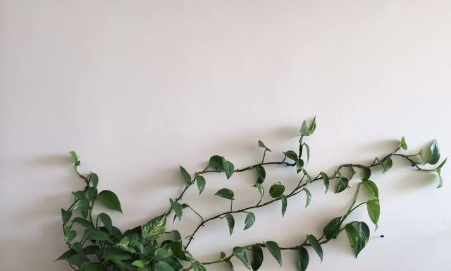 喜阴花卉大全——让你的阴暗角落也充满生机（从观叶植物到春秋牡丹）