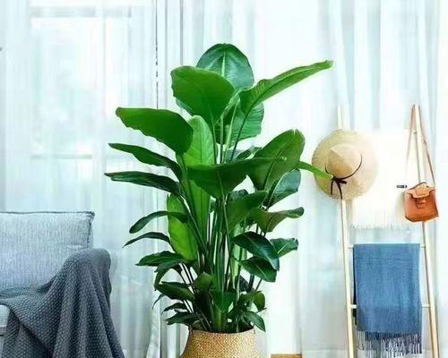 喜阴大型室内植物花卉推荐（打造舒适室内绿色环境）