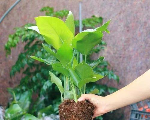 喜阴大型室内植物花卉推荐（打造舒适室内绿色环境）