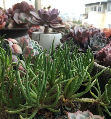 洗肉水可以浇花吗（传言与事实相距甚远）