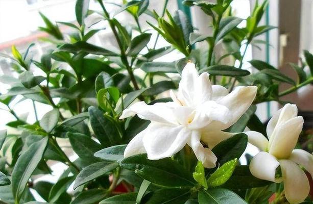 洗肉水可以浇花吗（传言与事实相距甚远）