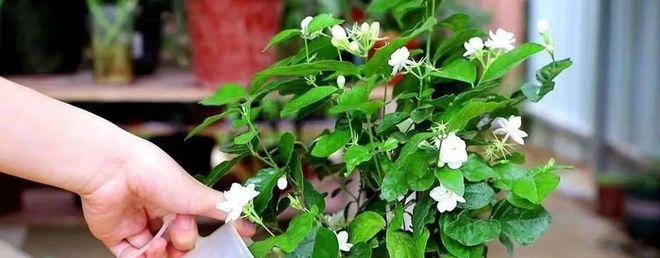 洗鱼的水能直接浇花吗（探讨洗鱼水的利用价值——发酵浇花）
