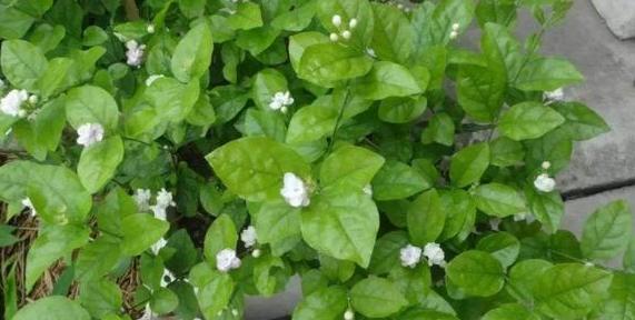 洗澡水可以浇花吗（洗澡水可否代替清水浇花）