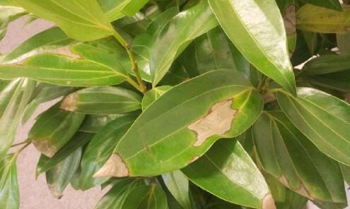 如何解决细叶雪茄花叶子干枯问题（了解干枯原因）