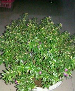 如何解决细叶雪茄花叶子干枯问题（了解干枯原因）