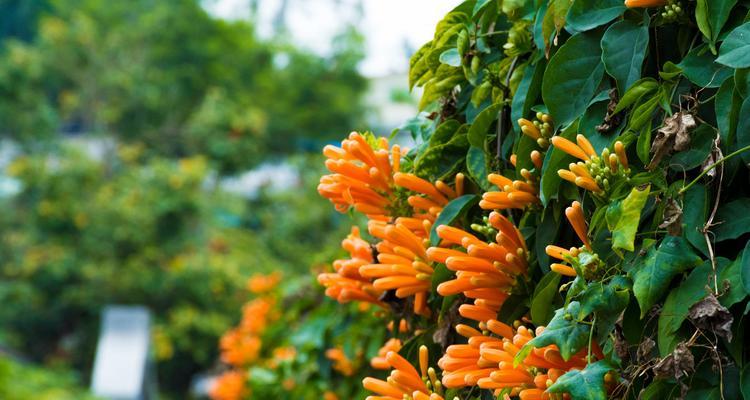 厦门市花——鼓山茶花（探秘厦门市花的故事和魅力）