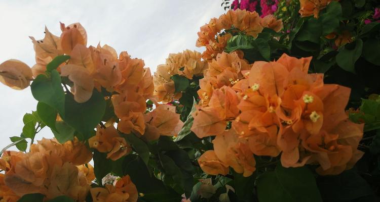 厦门市花——鼓山茶花（探秘厦门市花的故事和魅力）